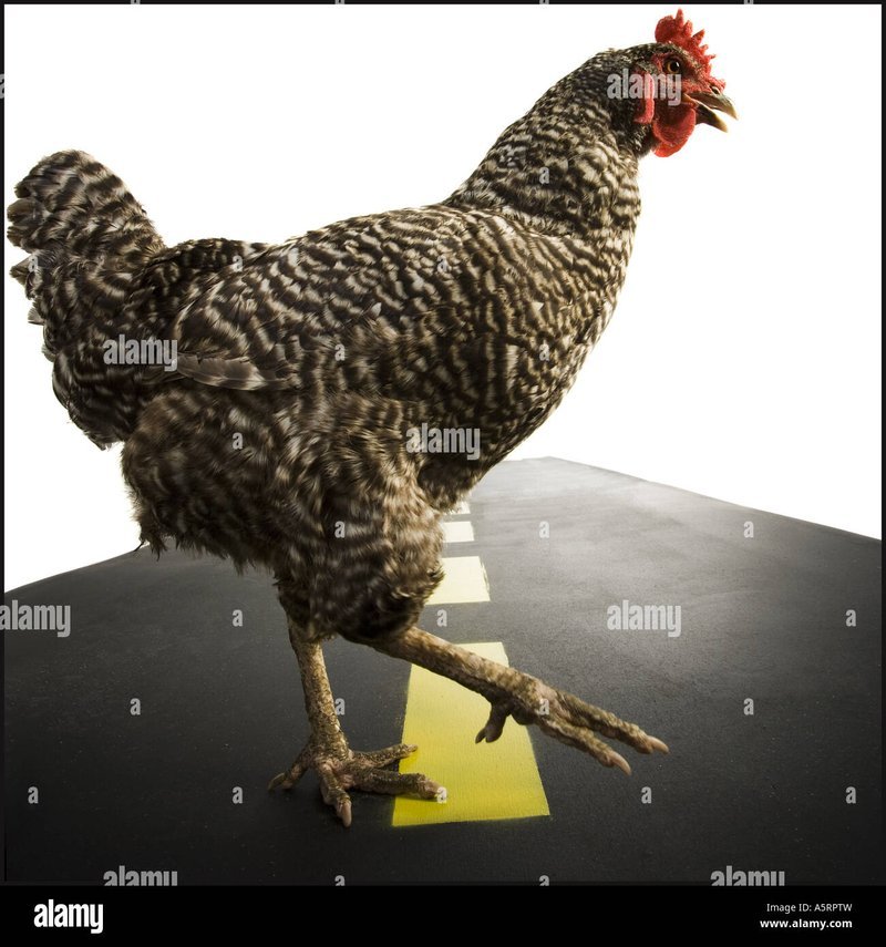 Chicken road 2, chicken road 2 juego Chicken road 2, chicken road 2 juego